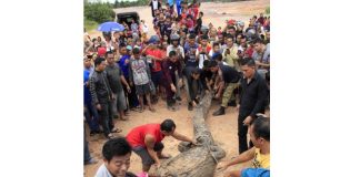 Dua Pedagang Keliling Taklukkan Buaya Raksasa