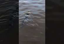 VIDEO: Buaya Senjulong Berenang di Kapuas, Warga Ngambor