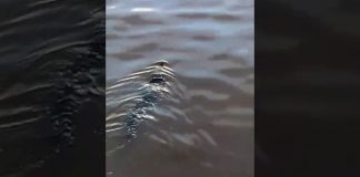 VIDEO: Buaya Senjulong Berenang di Kapuas, Warga Ngambor