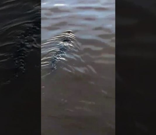VIDEO: Buaya Senjulong Berenang di Kapuas, Warga Ngambor