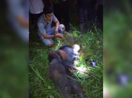 Dikira Monyet Tewas Ditembak