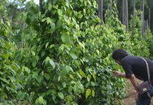 Garuda di Dadaku, Malaysia di Perutku
