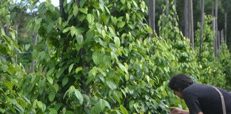 Garuda di Dadaku, Malaysia di Perutku