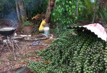 Mengolah Kolang-kaling Memenuhi Kebutuhan Idul Fitri