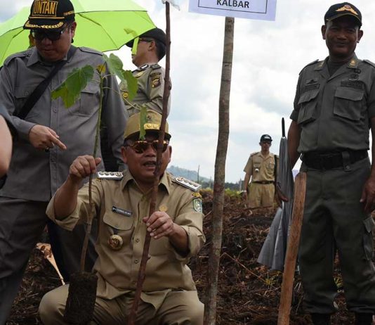 Gubernur Cornelis Tanam Kemiri Sunan di Desa Kasturi