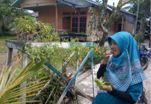 Aneh, Cabai Rawit Kok Rasanya Manis