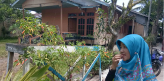 Aneh, Cabai Rawit Kok Rasanya Manis