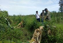 Orangutan Rusak Kebun Warga