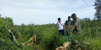Orangutan Rusak Kebun Warga