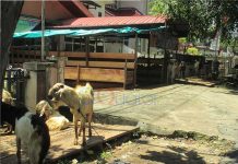 Pilih Hewan yang Diberi Label