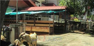 Pilih Hewan yang Diberi Label