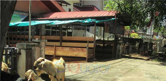 Pilih Hewan yang Diberi Label