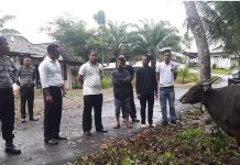 Pencuri Dua Ekor Sapi Berusaha Bohongi Polisi