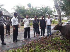 Pencuri Dua Ekor Sapi Berusaha Bohongi Polisi