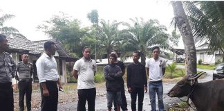 Pencuri Dua Ekor Sapi Berusaha Bohongi Polisi