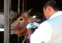 Pedagang Hewan Kurban di Pontianak Akui Penurunan Penjualan