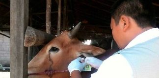 Pedagang Hewan Kurban di Pontianak Akui Penurunan Penjualan