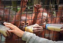SPORC Bekuk Penjual Orangutan Online
