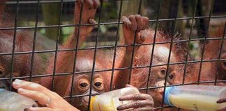 SPORC Bekuk Penjual Orangutan Online