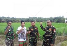 GP Ansor dan Banser NU Kembayan Tanam Empat Hektar Padi Anggota Ansor dan Banser Kecamatan Kembayan