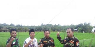 GP Ansor dan Banser NU Kembayan Tanam Empat Hektar Padi Anggota Ansor dan Banser Kecamatan Kembayan