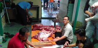 Warga Paloh Terima Sapi dari Jokowi dan Cornelis