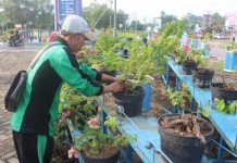 Tangan Jahil Rusak Tanaman di Bundaran PKK Hermantino saat merawat bunga di bundaran tugu PKK Sekadau, kemarin. Bunga di kawasan tersebut kerap dijahili oknum tak bertanggung jawab.... (Abdu Syukri)