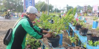 Tangan Jahil Rusak Tanaman di Bundaran PKK Hermantino saat merawat bunga di bundaran tugu PKK Sekadau, kemarin. Bunga di kawasan tersebut kerap dijahili oknum tak bertanggung jawab.... (Abdu Syukri)