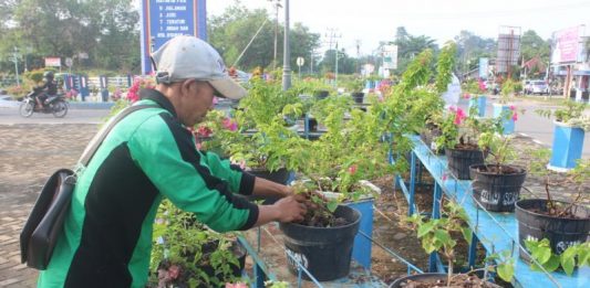 Tangan Jahil Rusak Tanaman di Bundaran PKK Hermantino saat merawat bunga di bundaran tugu PKK Sekadau, kemarin. Bunga di kawasan tersebut kerap dijahili oknum tak bertanggung jawab.... (Abdu Syukri)