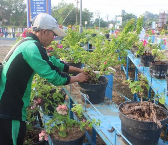Tangan Jahil Rusak Tanaman di Bundaran PKK Hermantino saat merawat bunga di bundaran tugu PKK Sekadau, kemarin. Bunga di kawasan tersebut kerap dijahili oknum tak bertanggung jawab.... (Abdu Syukri)