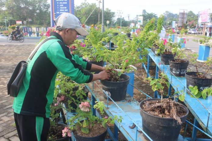 Hermantino saat merawat bunga di bundaran tugu PKK Sekadau, kemarin. Bunga di kawasan tersebut kerap dijahili oknum tak bertanggung jawab.... (Abdu Syukri)