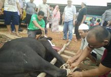 Hewan Kurban di Masjid Agung Berkurang