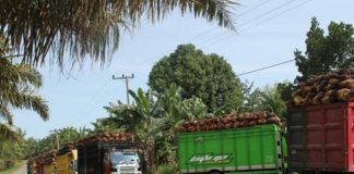 Tanya Kemana CSR Perusahaan Sawit di Kalbar