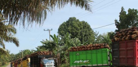 Tanya Kemana CSR Perusahaan Sawit di Kalbar