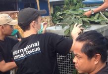 Evakuasi Orangutan, IAR Halangi Wartawan Wartawan berhasil mengambil gambar saat orangutan dievakuasi