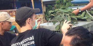 Evakuasi Orangutan, IAR Halangi Wartawan Wartawan berhasil mengambil gambar saat orangutan dievakuasi