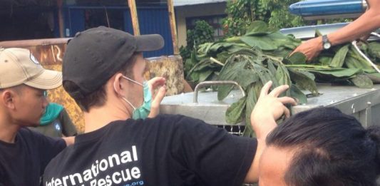 Evakuasi Orangutan, IAR Halangi Wartawan Wartawan berhasil mengambil gambar saat orangutan dievakuasi
