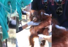 Orangutan Peliharaan Warga Diserahkan ke BKSDA