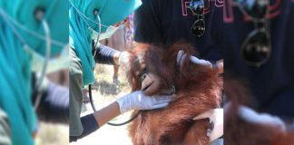 Orangutan Peliharaan Warga Diserahkan ke BKSDA