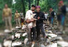Warga Saujung Giling Manik Pesta Ikan Tapah