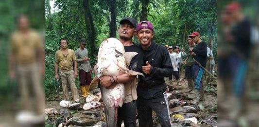Warga Saujung Giling Manik Pesta Ikan Tapah