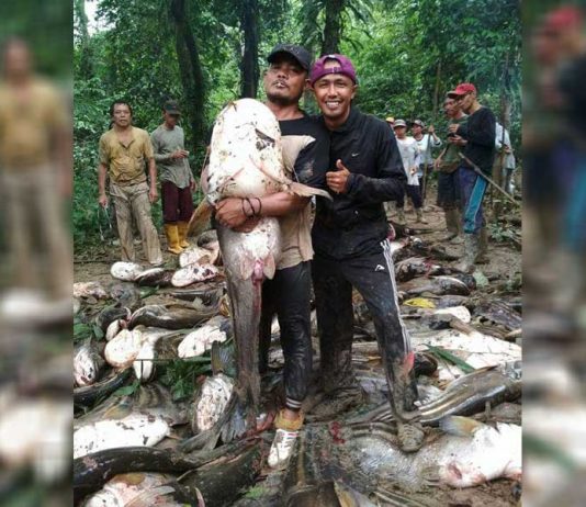Warga Saujung Giling Manik Pesta Ikan Tapah