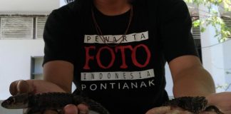 Perburuan Hewan Dilindungi Masih Marak