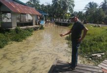 Ribuan Ulat Padati Sungai Soga