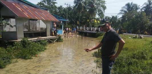 Ribuan Ulat Padati Sungai Soga