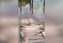 Ketika Buaya “Bertamu” ke Rumah Warga