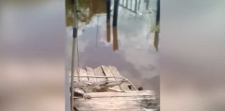 Ketika Buaya “Bertamu” ke Rumah Warga