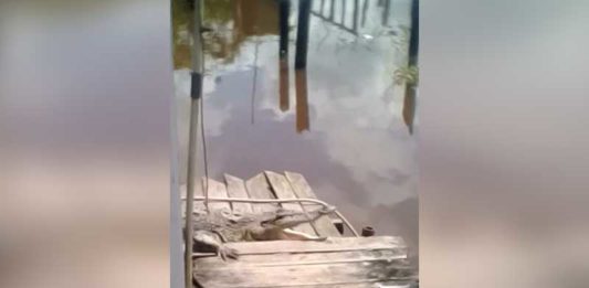 Ketika Buaya “Bertamu” ke Rumah Warga