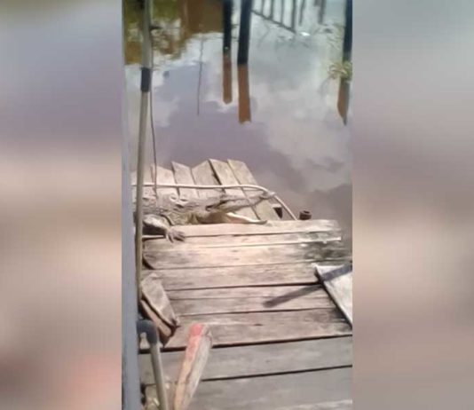 Ketika Buaya “Bertamu” ke Rumah Warga