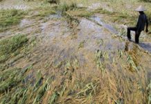 Terendam, 320 Hektare Sawah Gagal Panen